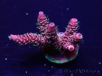 WYSIWYG Acropora Maricultuur geacclimatiseerd LED