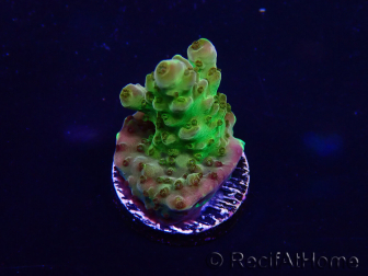 WYSIWYG Acropora Maricoltura acclimatata a LED