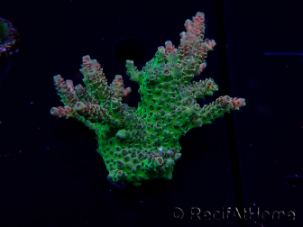 WYSIWYG Acropora Mariculture acclimated LED