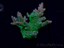 WYSIWYG Acropora 15U7 Mariculture acclimaté led