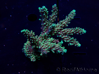 WYSIWYG Acropora Maricultura aclimatada LED