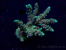 WYSIWYG Acropora Maricultura aclimatada LED