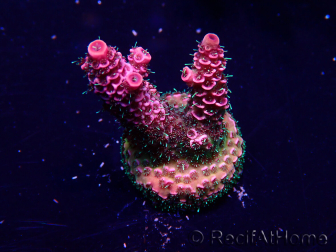 WYSIWYG Acropora Maricultuur geacclimatiseerd LED