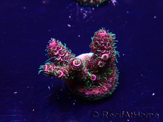WYSIWYG Acropora 15U11 Mariculture acclimaté led