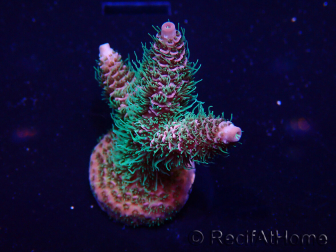 WYSIWYG Acropora Mariculture acclimated LED