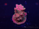WYSIWYG Acropora Marikultur akklimatisiert LED