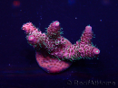 WYSIWYG Acropora 15V6 Mariculture acclimaté led