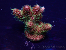 WYSIWYG Acropora 15W2 Mariculture acclimaté led