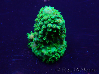 WYSIWYG Acropora 15W5 Mariculture acclimaté led