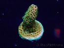 WYSIWYG Acropora Maricultuur geacclimatiseerd LED