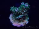 WYSIWYG Acropora 15W7 Mariculture acclimaté led
