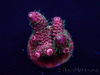 WYSIWYG Acropora Mariculture acclimated LED