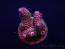 WYSIWYG Acropora Maricultuur geacclimatiseerd LED
