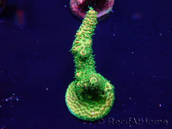 WYSIWYG Acropora Mariculture acclimated LED