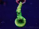 WYSIWYG Acropora 15W9 Mariculture acclimaté led