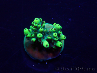 WYSIWYG Acropora Maricoltura acclimatata a LED