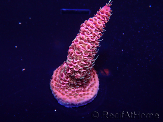 WYSIWYG Acropora Maricultuur geacclimatiseerd LED