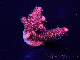 WYSIWYG Acropora 15X10 Mariculture acclimaté led