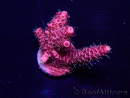 WYSIWYG Acropora 15X10 Mariculture acclimaté led