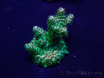 WYSIWYG Acropora Maricoltura acclimatata a LED