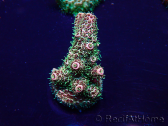 WYSIWYG Acropora Mariculture acclimated LED