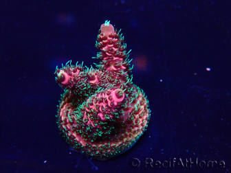 WYSIWYG Acropora 15Y3 Mariculture acclimaté led