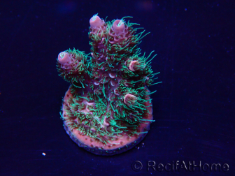 WYSIWYG Acropora Maricoltura acclimatata a LED