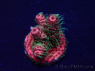 WYSIWYG Acropora Mariculture acclimated LED