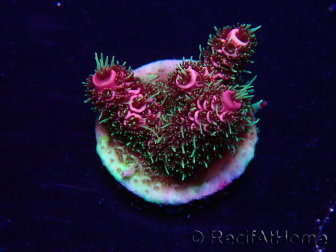WYSIWYG Acropora Maricultuur geacclimatiseerd LED