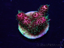 WYSIWYG Acropora Maricultuur geacclimatiseerd LED