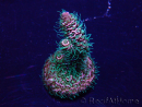 WYSIWYG Acropora 15Y7 Mariculture acclimaté led