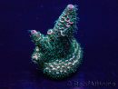 WYSIWYG Acropora Mariculture acclimated LED