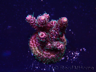 WYSIWYG Acropora Maricoltura acclimatata a LED