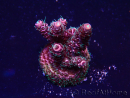 WYSIWYG Acropora Mariculture acclimated LED