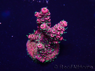 WYSIWYG Acropora Mariculture acclimated LED