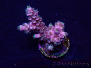 WYSIWYG Acropora Maricultuur geacclimatiseerd LED