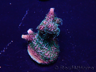 WYSIWYG Acropora 15Z2 Mariculture acclimaté led