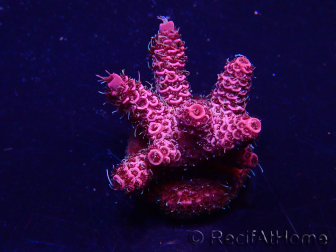 WYSIWYG Acropora Marikultur akklimatisiert LED