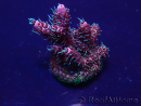 WYSIWYG Acropora 15Z6 Mariculture acclimaté led