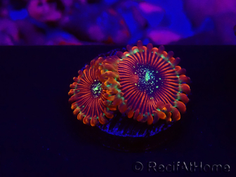 WYSIWYG - Zoanthus Happy People Eater 30A2
