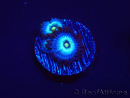 WYSIWYG - Zoanthus Frozen Nebula 2A2