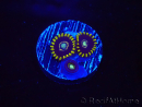 WYSIWYG - Zoanthus OG Blue Hornet 2J1