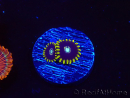 WYSIWYG - Zoanthus OG Blue Hornet 2J2