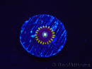 WYSIWYG - Zoanthus OG Blue Hornet 2J6