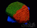 WYSIWYG WWC Sunfire GRAFTED Montipora plateau 11N1