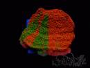 WYSIWYG WWC Sunfire GRAFTED Montipora plateau