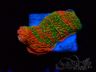 WYSIWYG WWC Sunfire GRAFTED Montipora plateau 11N4