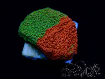 WYSIWYG WWC Sunfire GRAFTED Montipora plateau