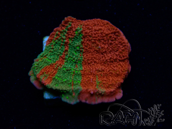 WYSIWYG WWC Sunfire GEPFROPFT Montipora-Platte