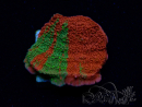 WYSIWYG WWC Sunfire GRAFTED Montipora plateau 11N3